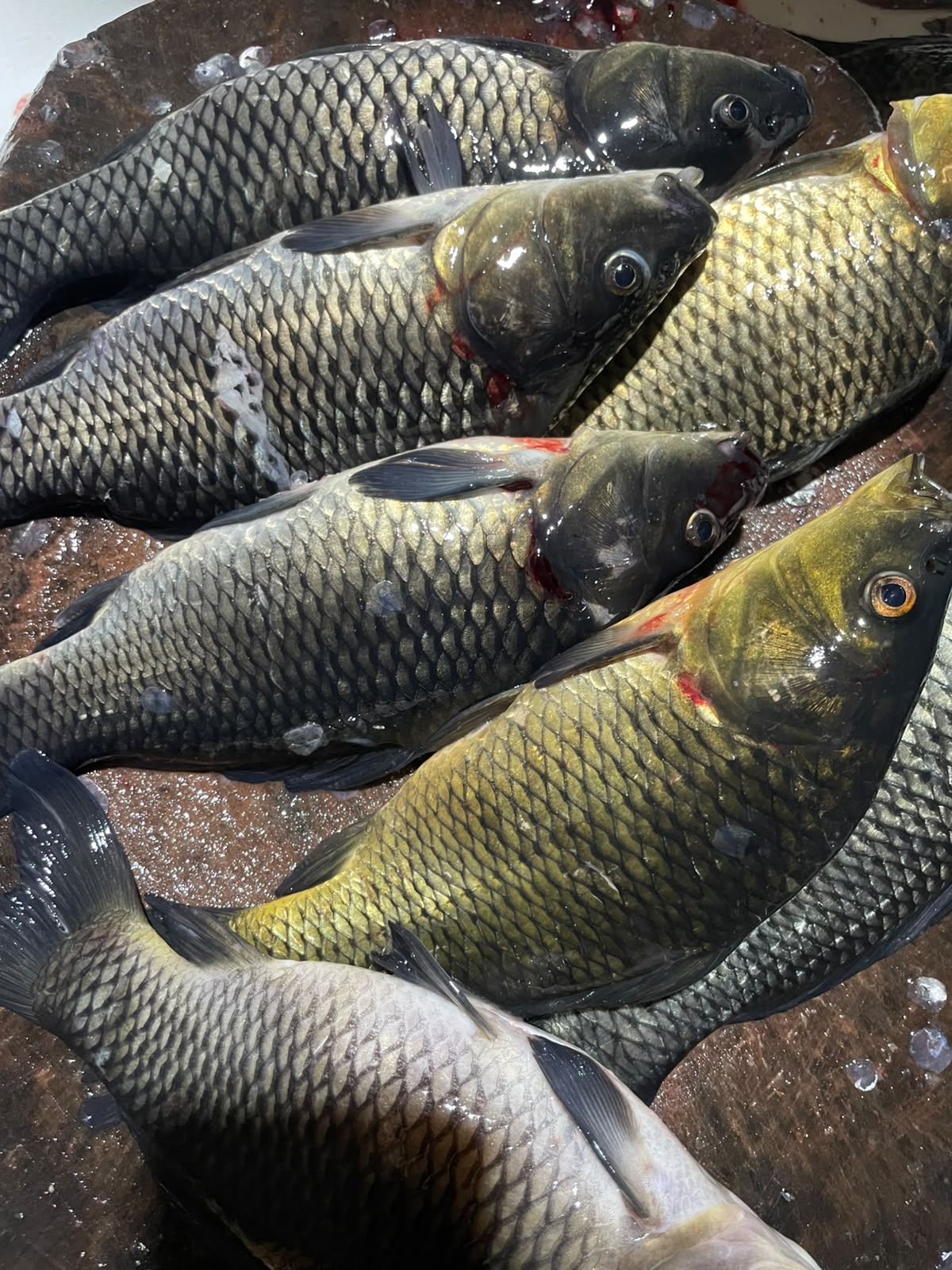 Supplier Ikan Segar untuk Rumah Makan di Cimahi